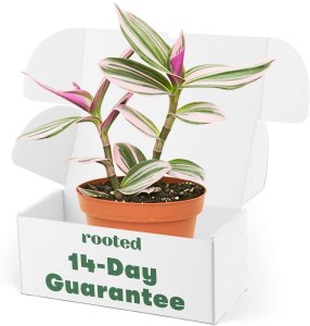 houseplants safe for cats