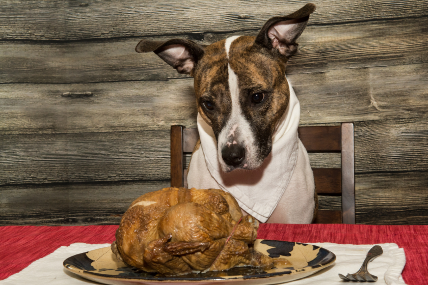 Image showcasing Can Dogs Eat Turkey? Yes, But There Are Some Rules