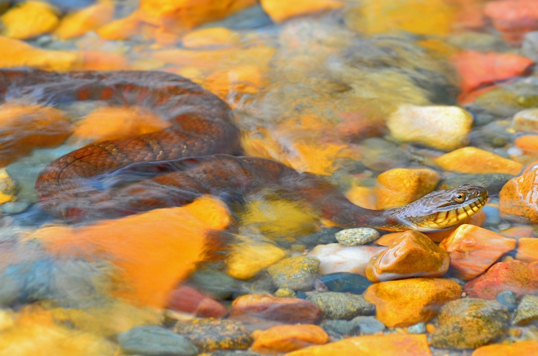 Northern Water Snake (nerodia siphon) and colourful stones on the shore of O.S.A. Lake, Killarney, Ontario, Canada
