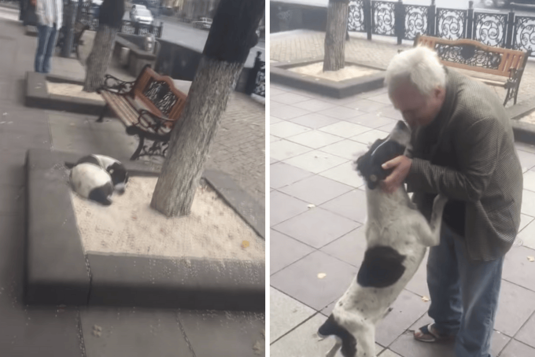Man Finds Dog Wandering The Street 3 Years After Losing Him