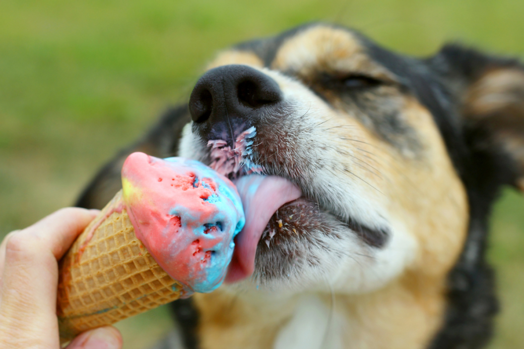Diy ice cream clearance for dogs