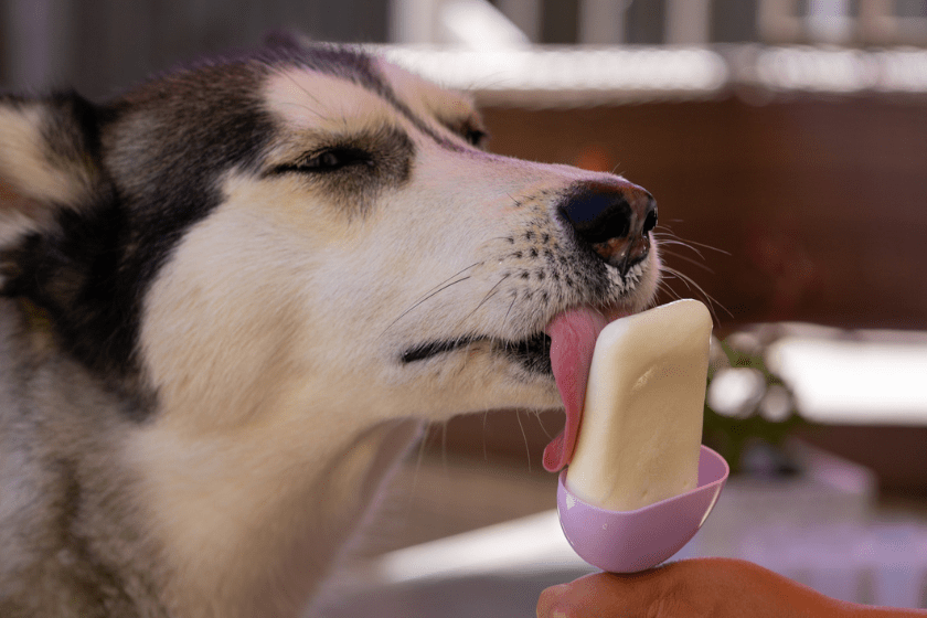dog ice cream recipe