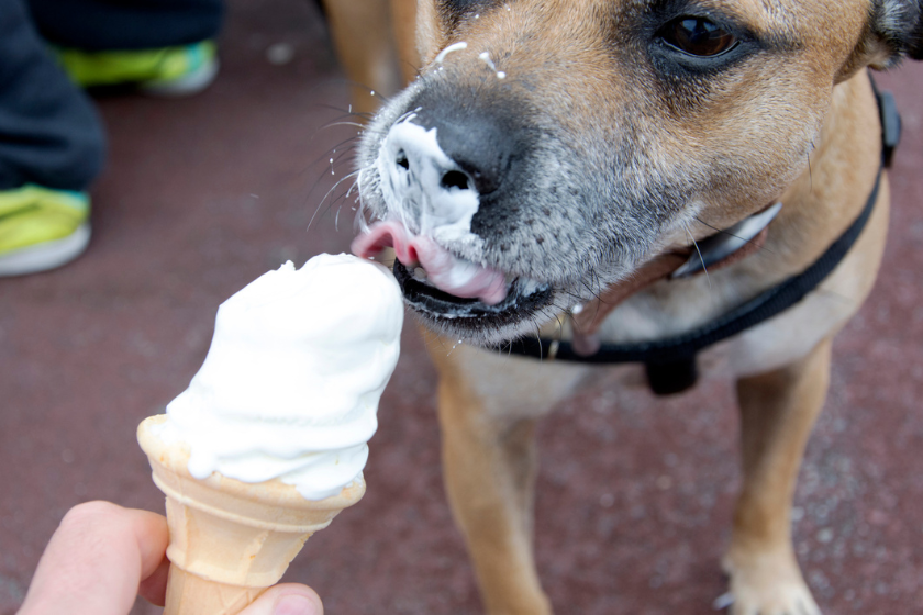 dog vanilla ice cream recipe
