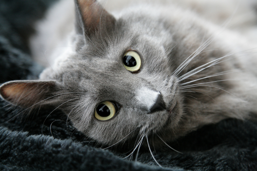 russian blue grey cat