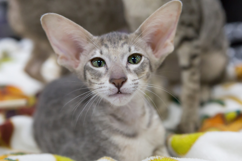 grey oriental shorthair cat