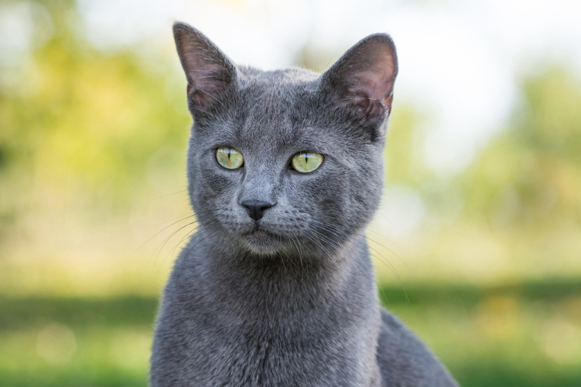 Chartreux Cat