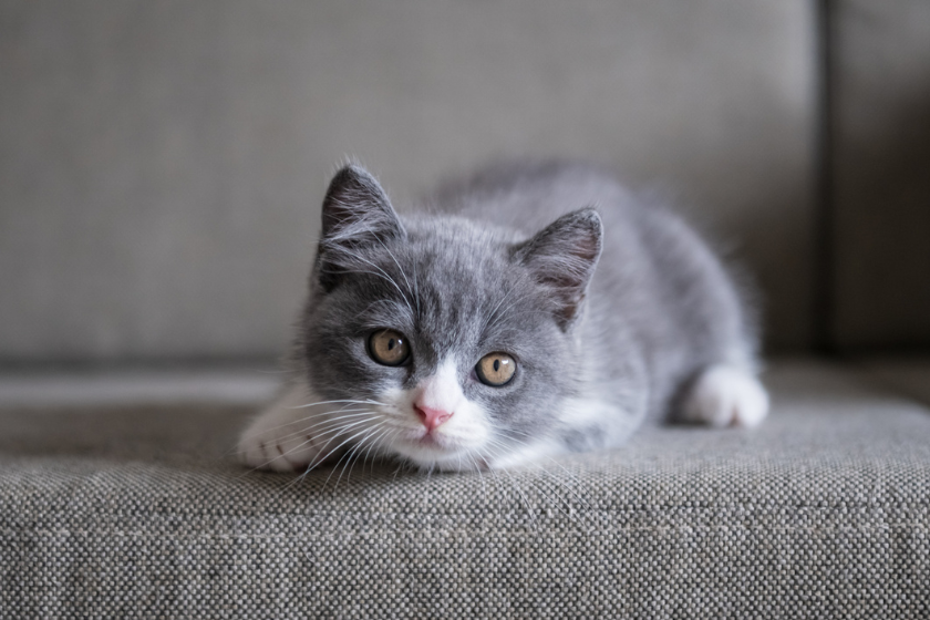 british shorthair cat