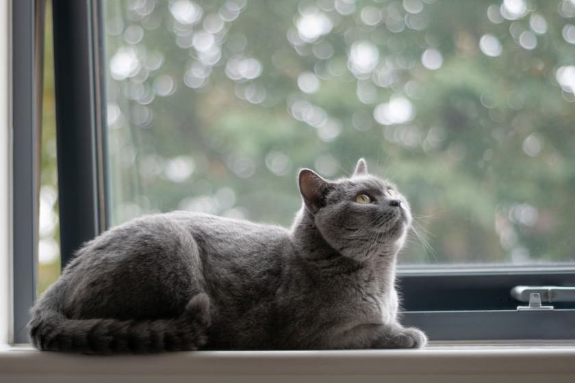 domestic shorthair grey cat