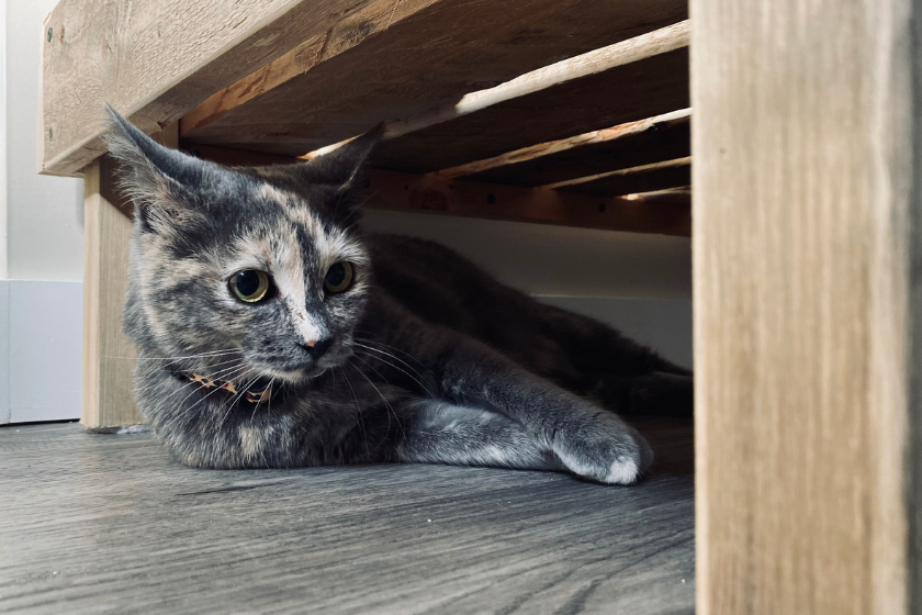 calico cat breed under shelf
