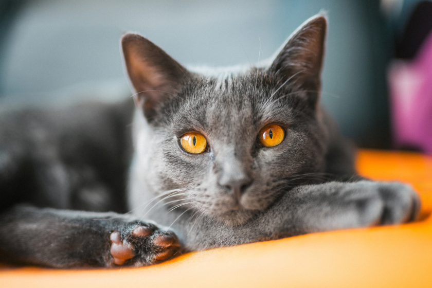 grey cat with orange eyes