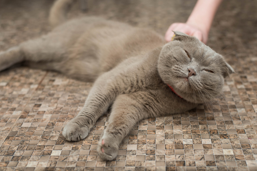 scottish fold receiving pets