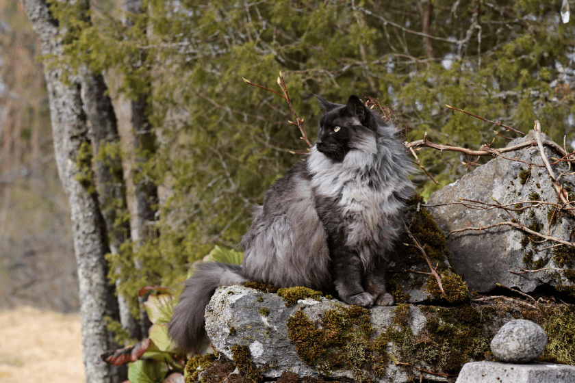 norwegian forest cat