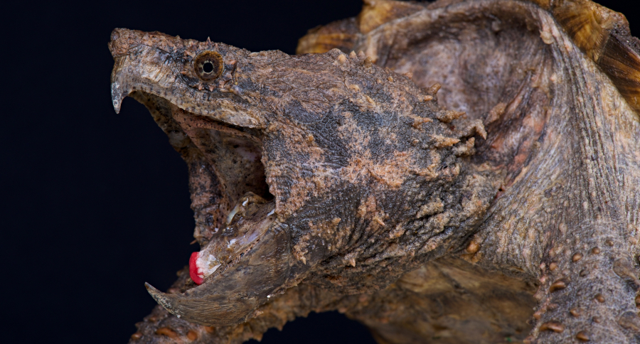 Alligator Snapping Turtle
