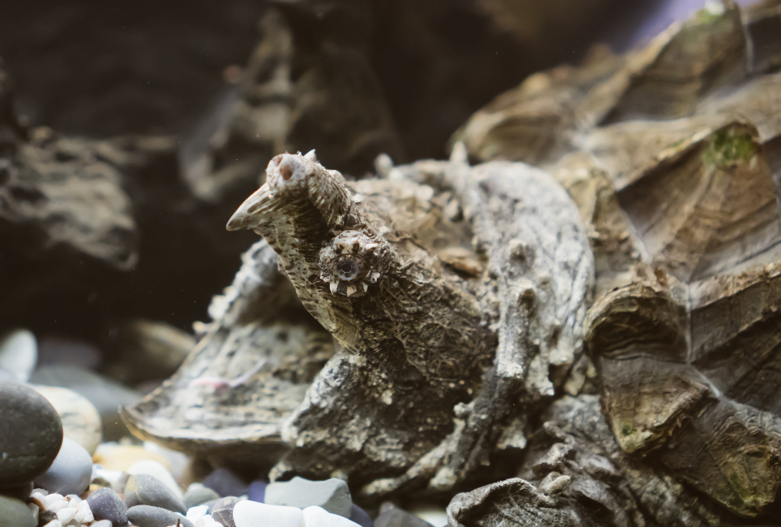 Alligator Snapping Turtle