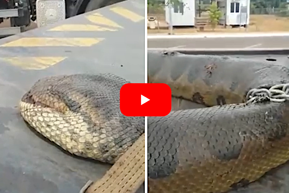 Anaconda