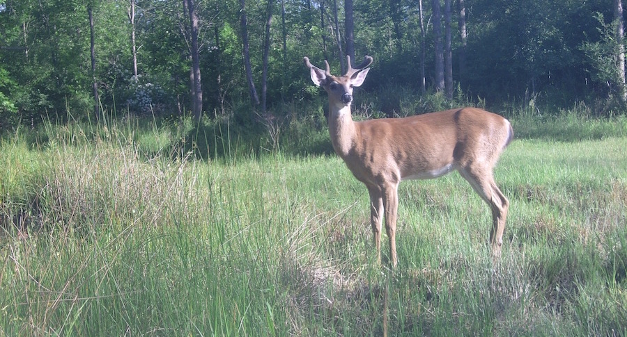 deer antlers