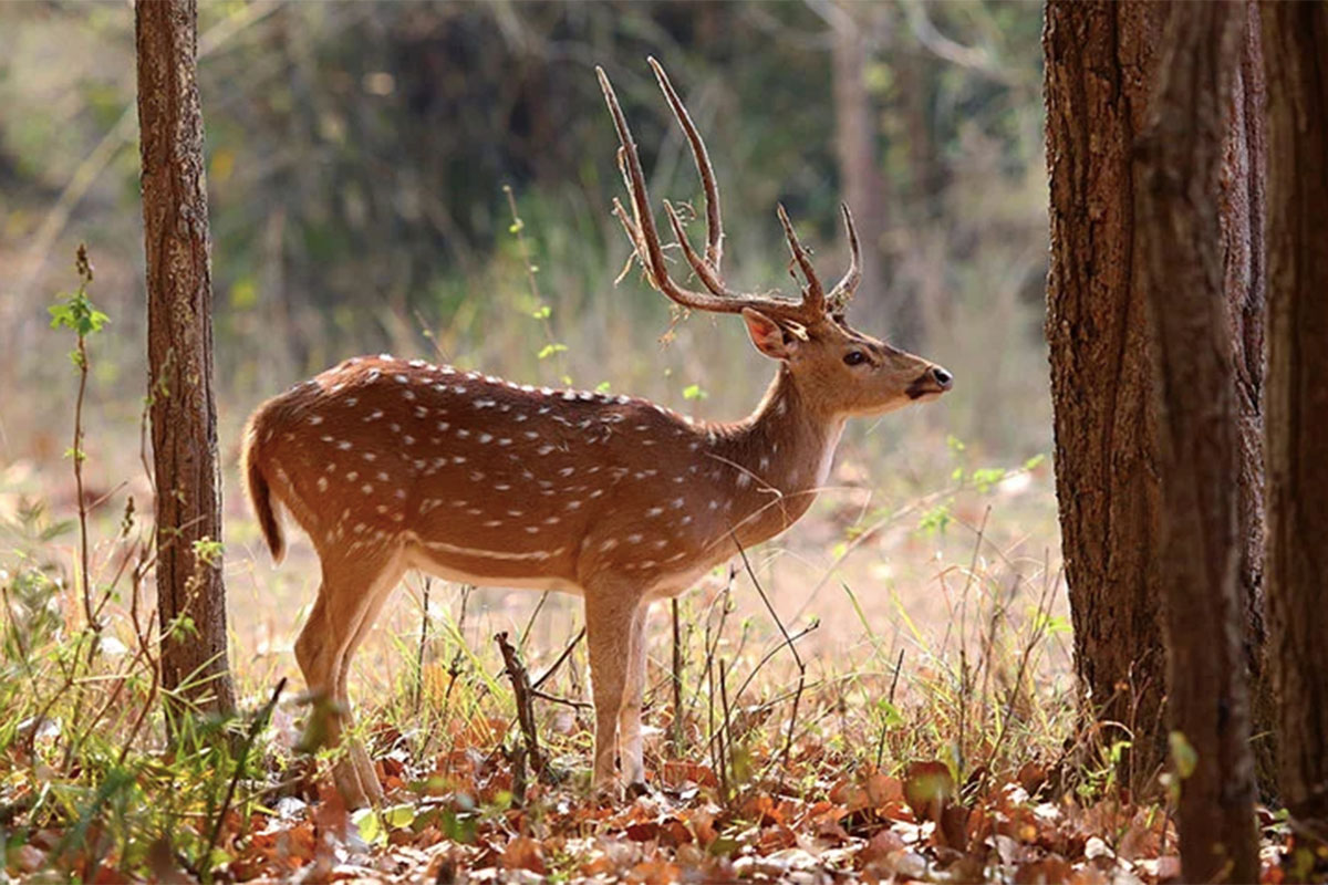 Axis Deer Impact on American Ecosystems, What We Can Do