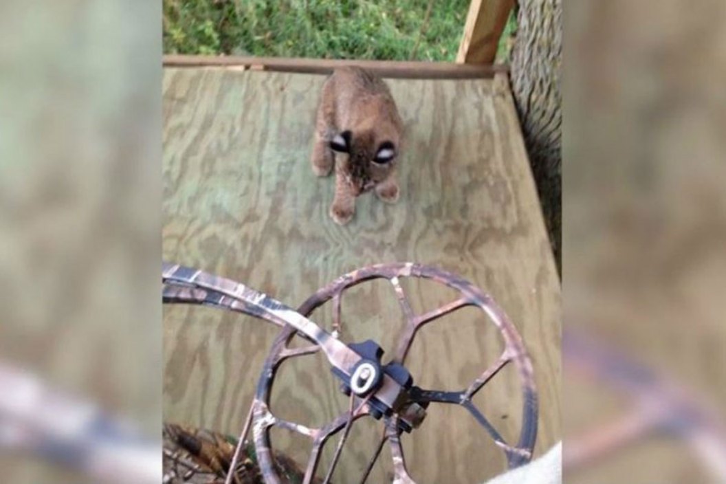 bobcat