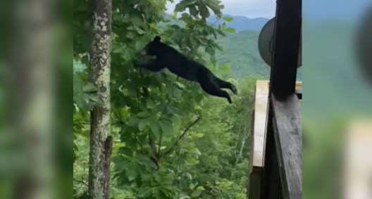 Black Bear Cub Makes Impressive Leap From Deck to Tree - Wide Open Spaces