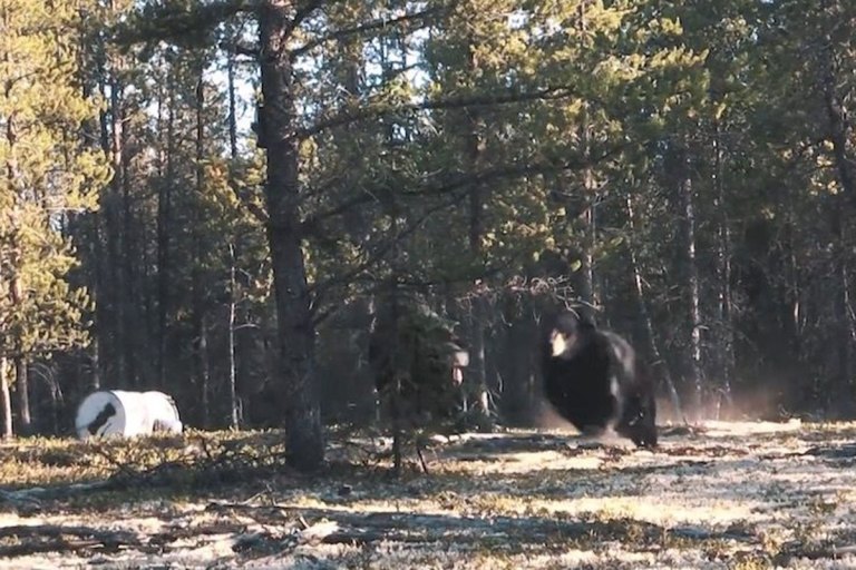 Hunter in Treestand is Joined by a Bear in Intense Close Encounter