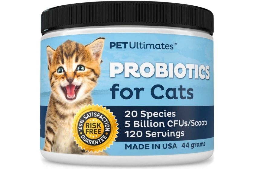 The 5 Best Probiotics for Cats of 2022 + Why They Are Beneficial