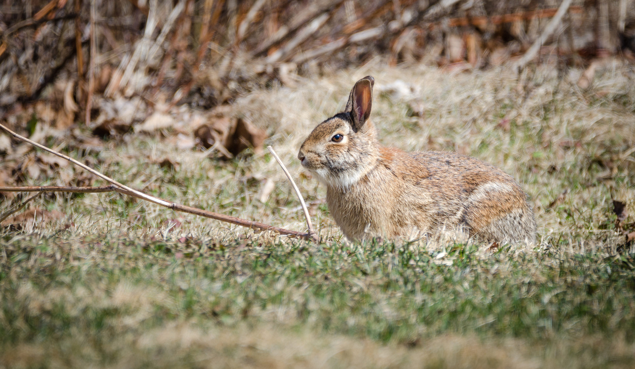 Rabbit Hunting