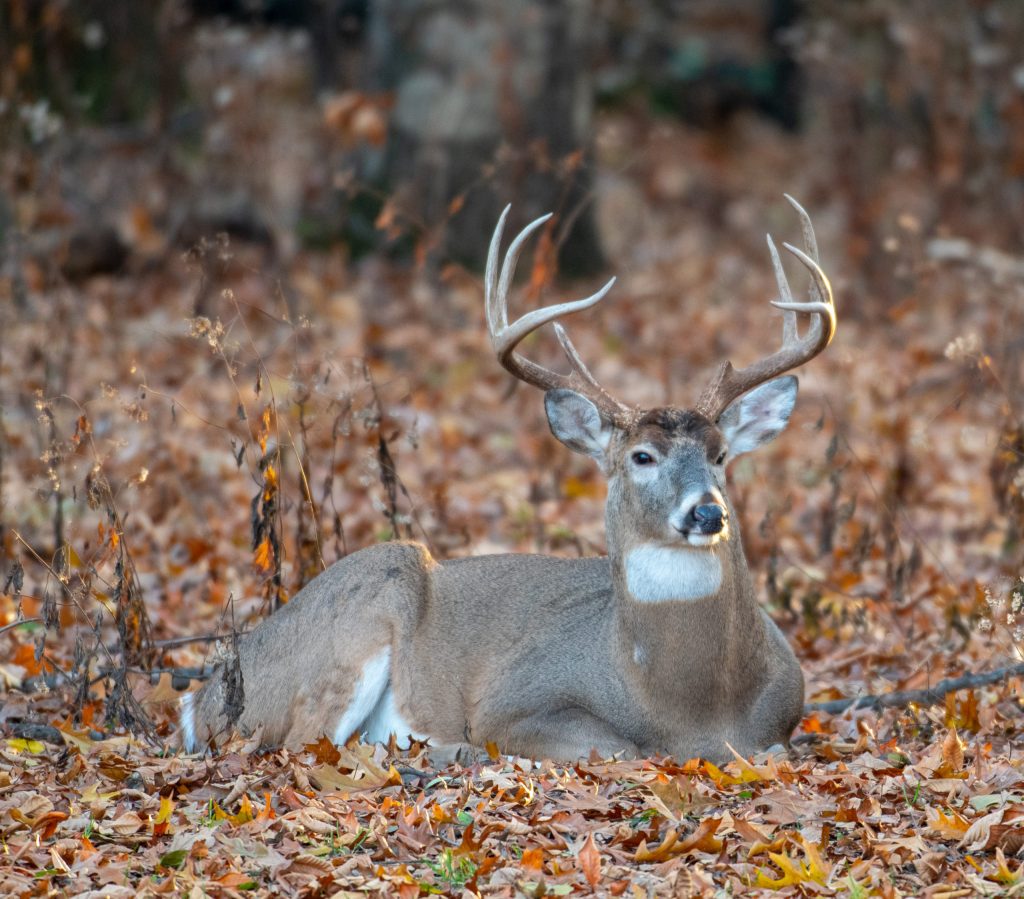 Deer Habitat Zones, and How to Use These Necessities for Hunting Wide Open Spaces