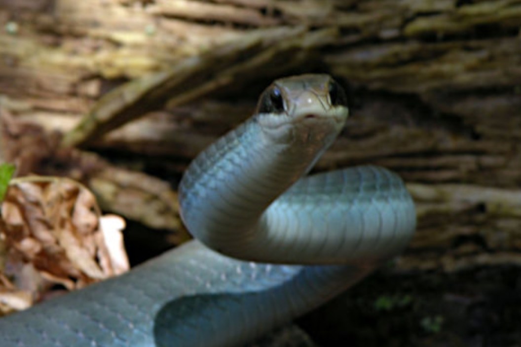 Blue Racer Snake