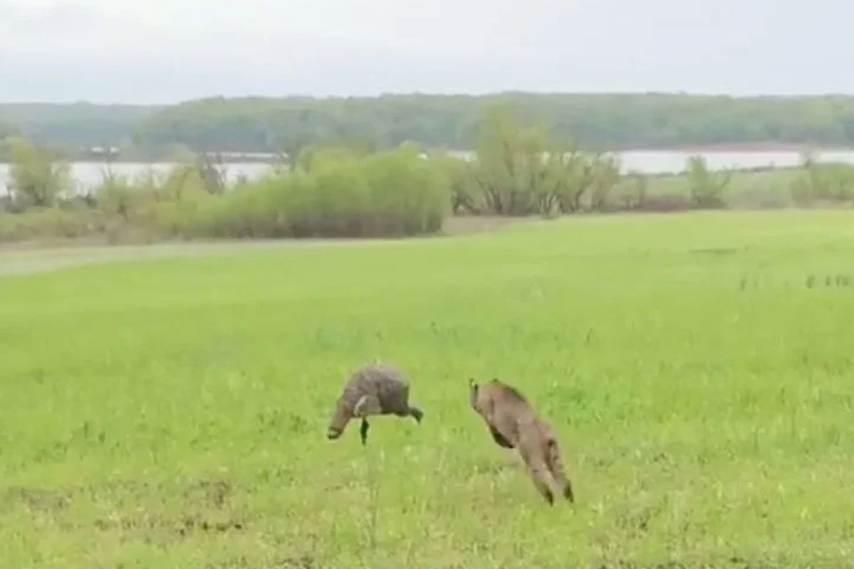 bobcat