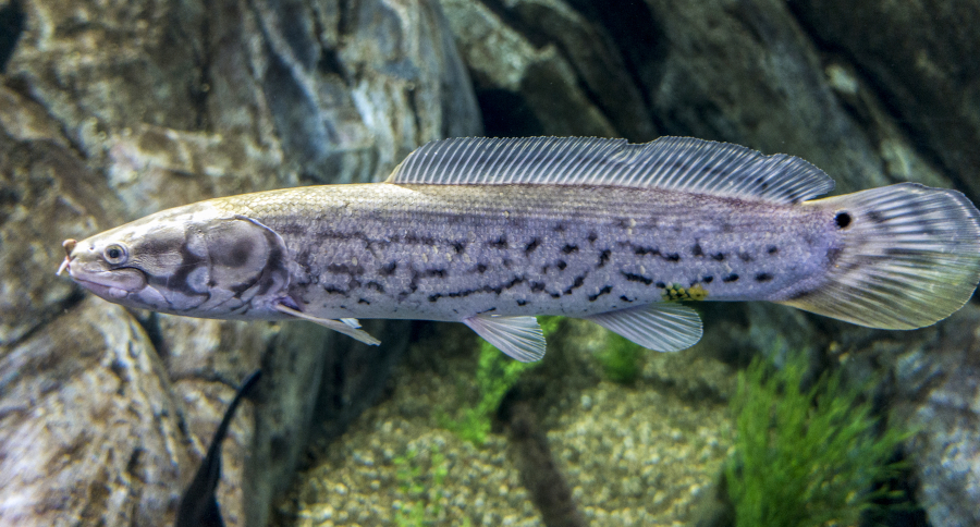 The Bowfin: A True Living Fossil That Any Angler Can Catch - Wide Open ...