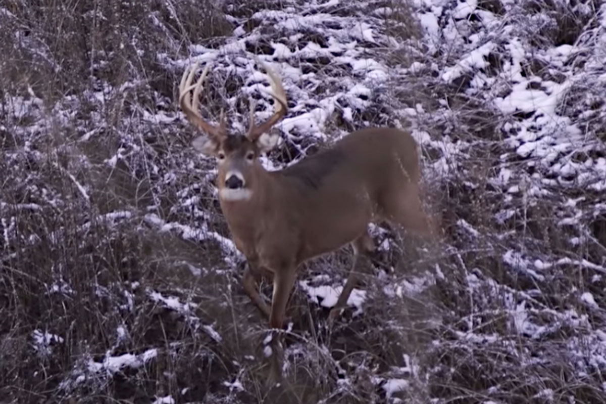 whitetail