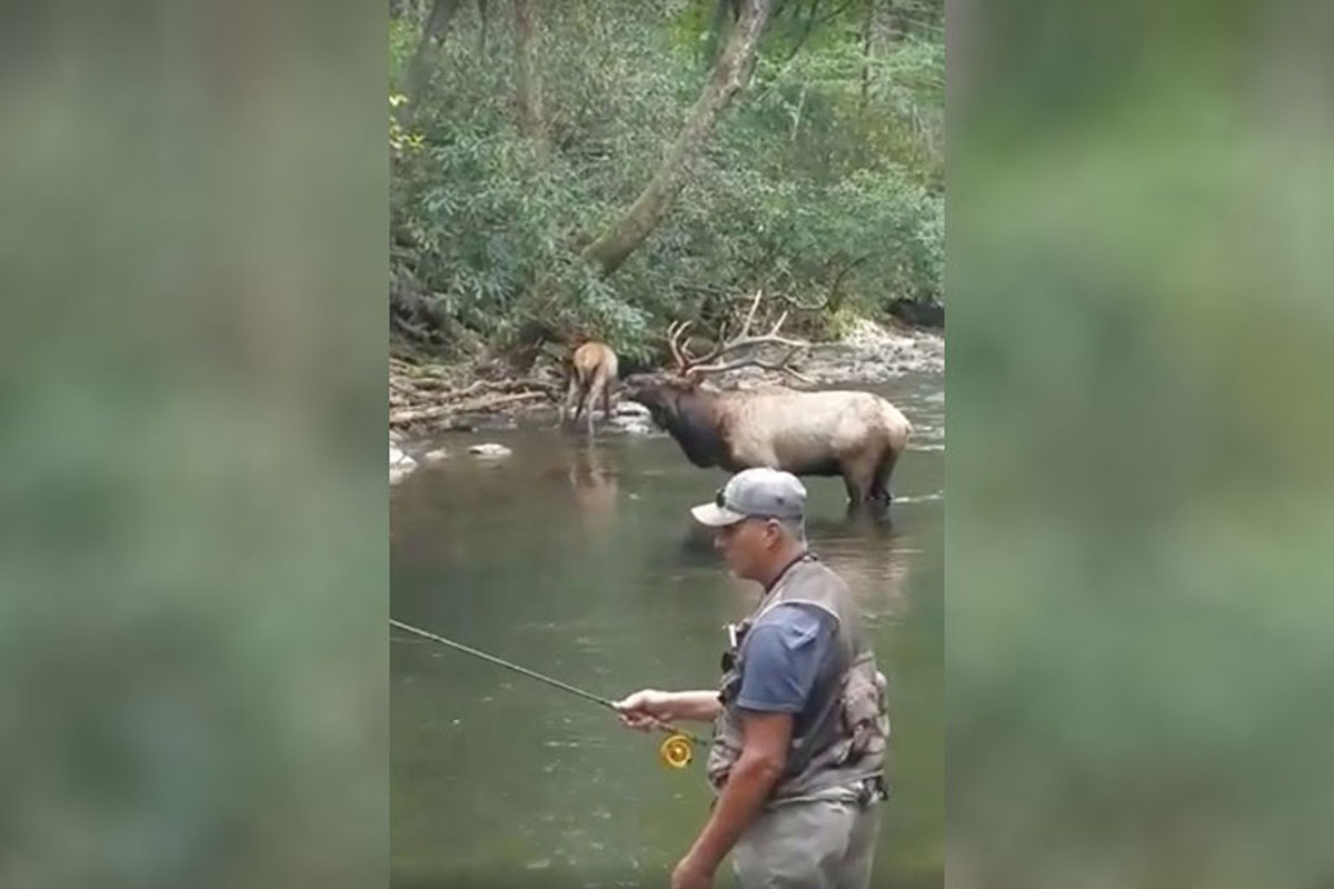 elk bugle