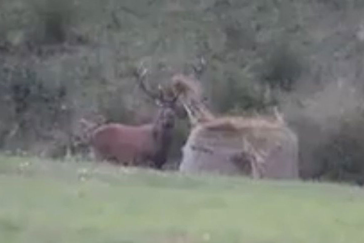 elk