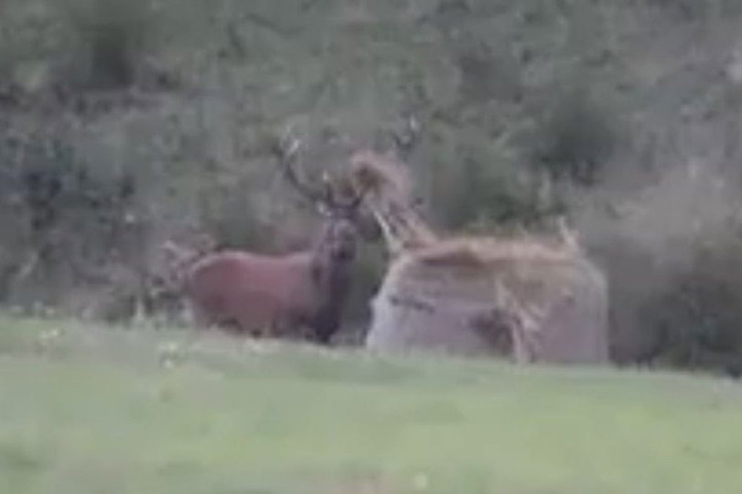 elk