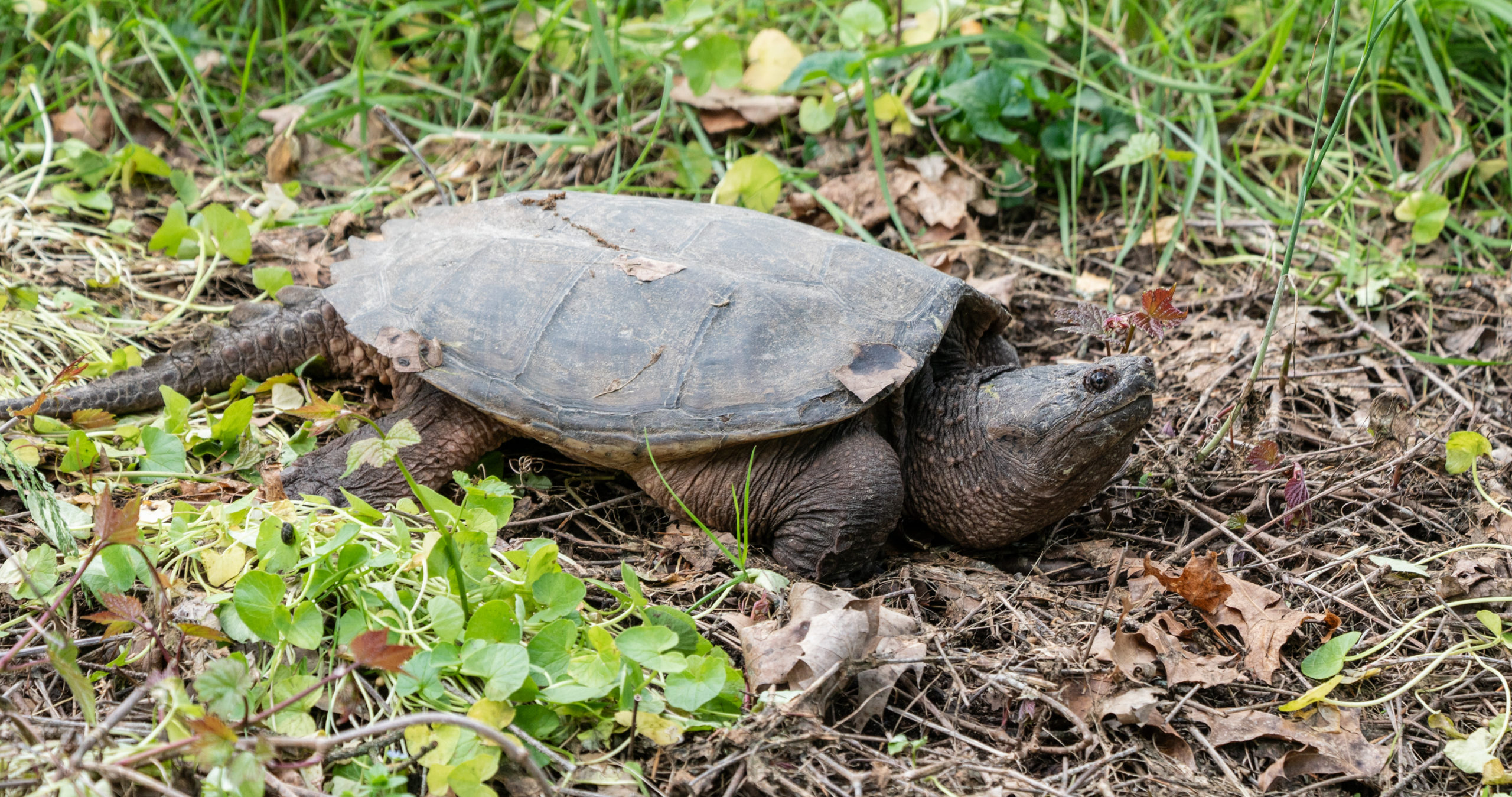 Common Snapping Turtle