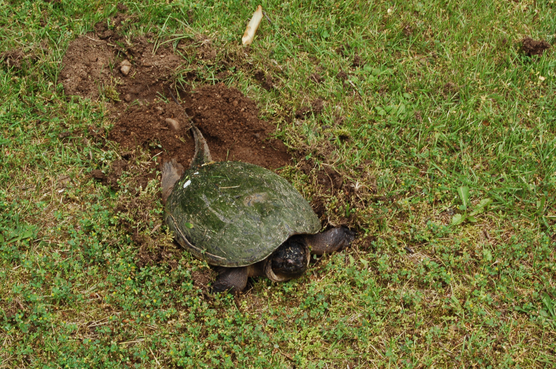 Common Snapping Turtle