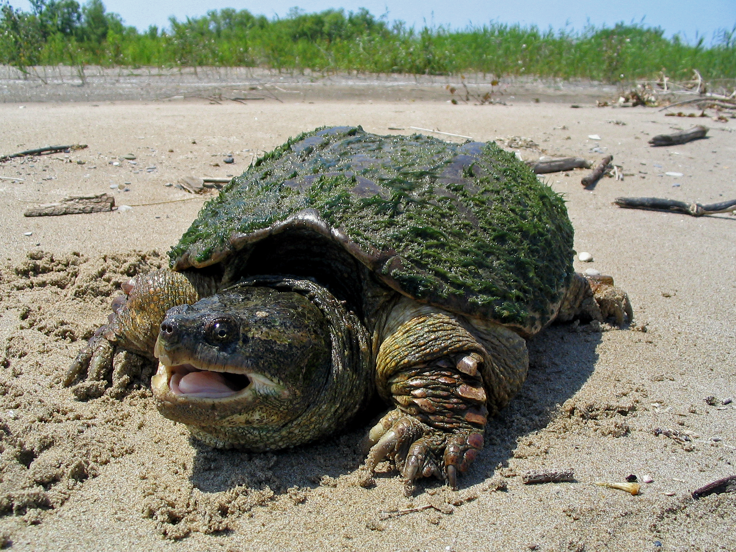 Common Snapping Turtle