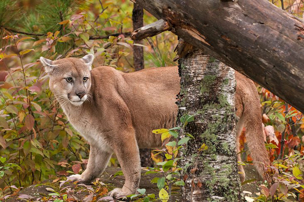 cougar