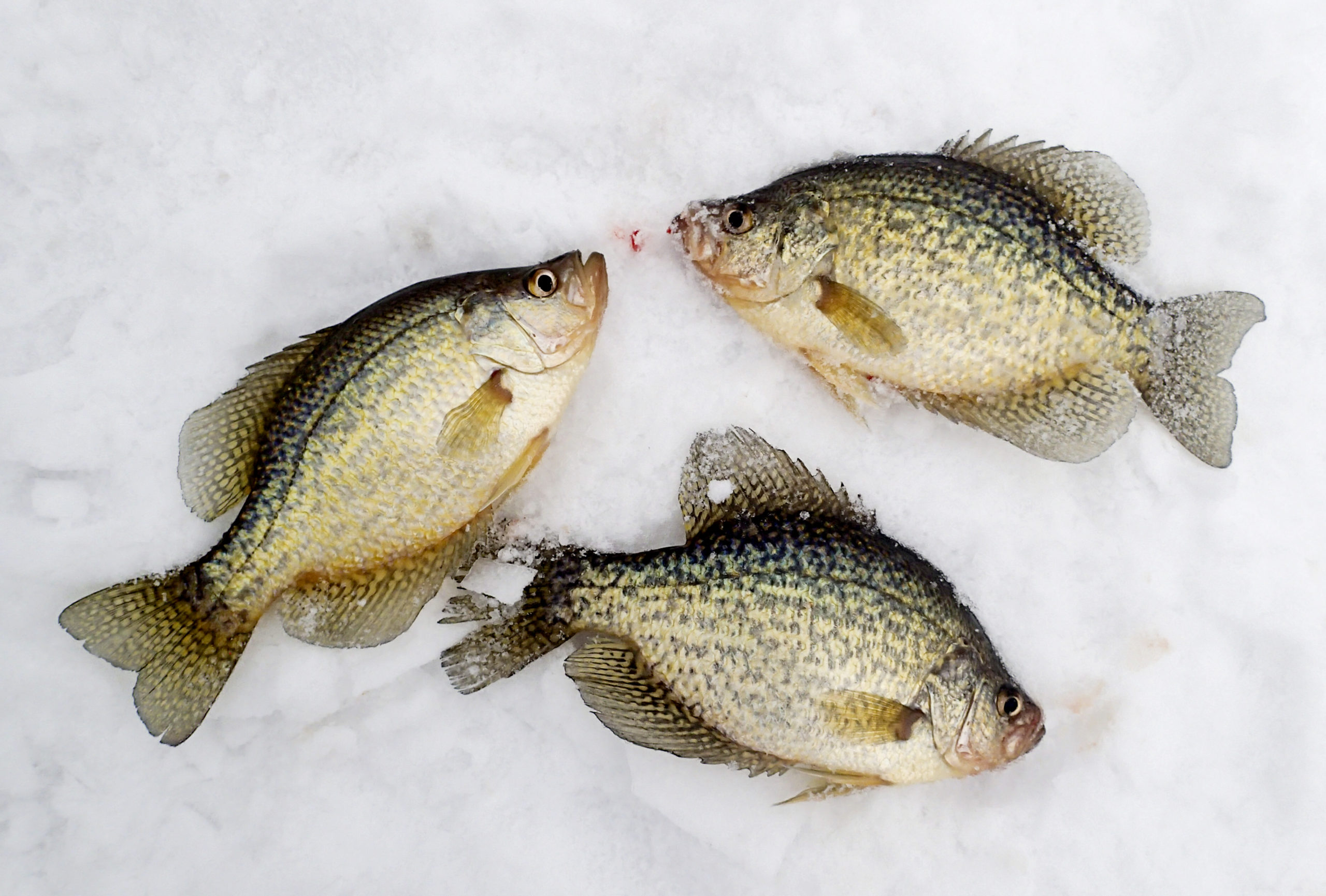 Crappie