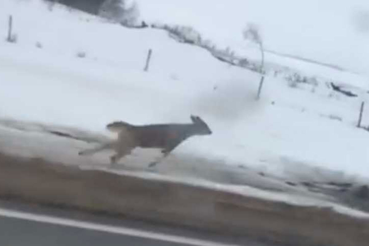 deer running