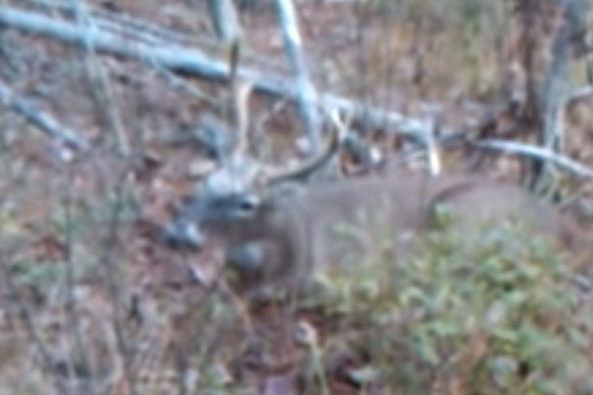 deer hunting