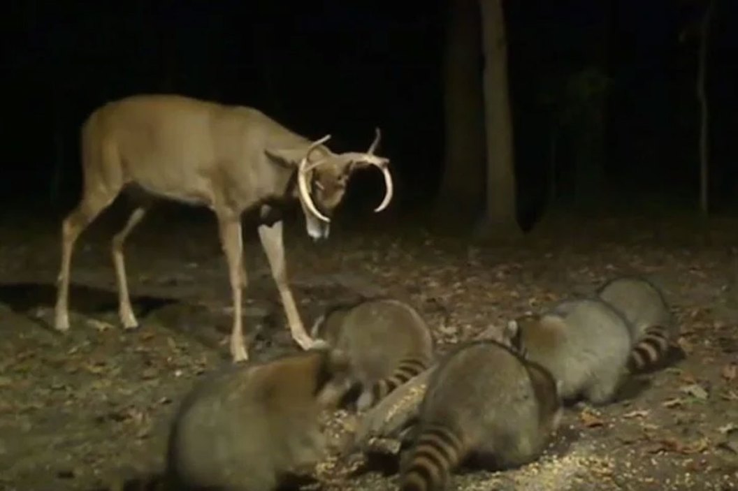 deer vs raccoons