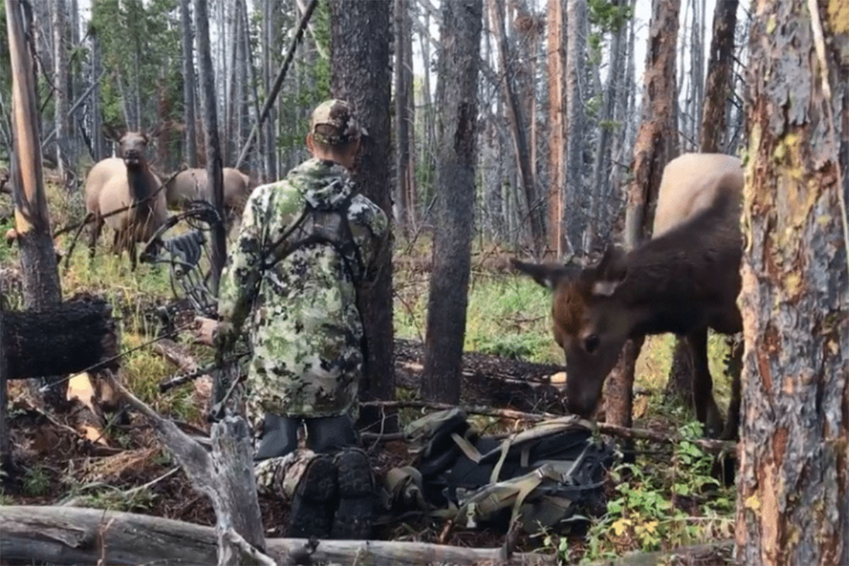 elk
