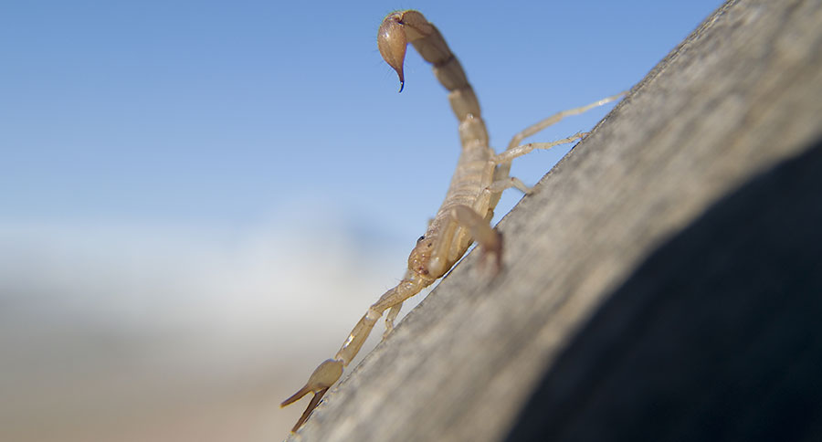 Arizona Bark Scorpion