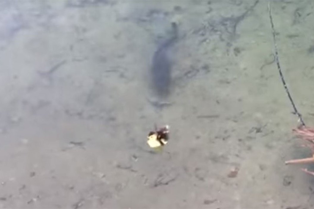 bass vs. duck