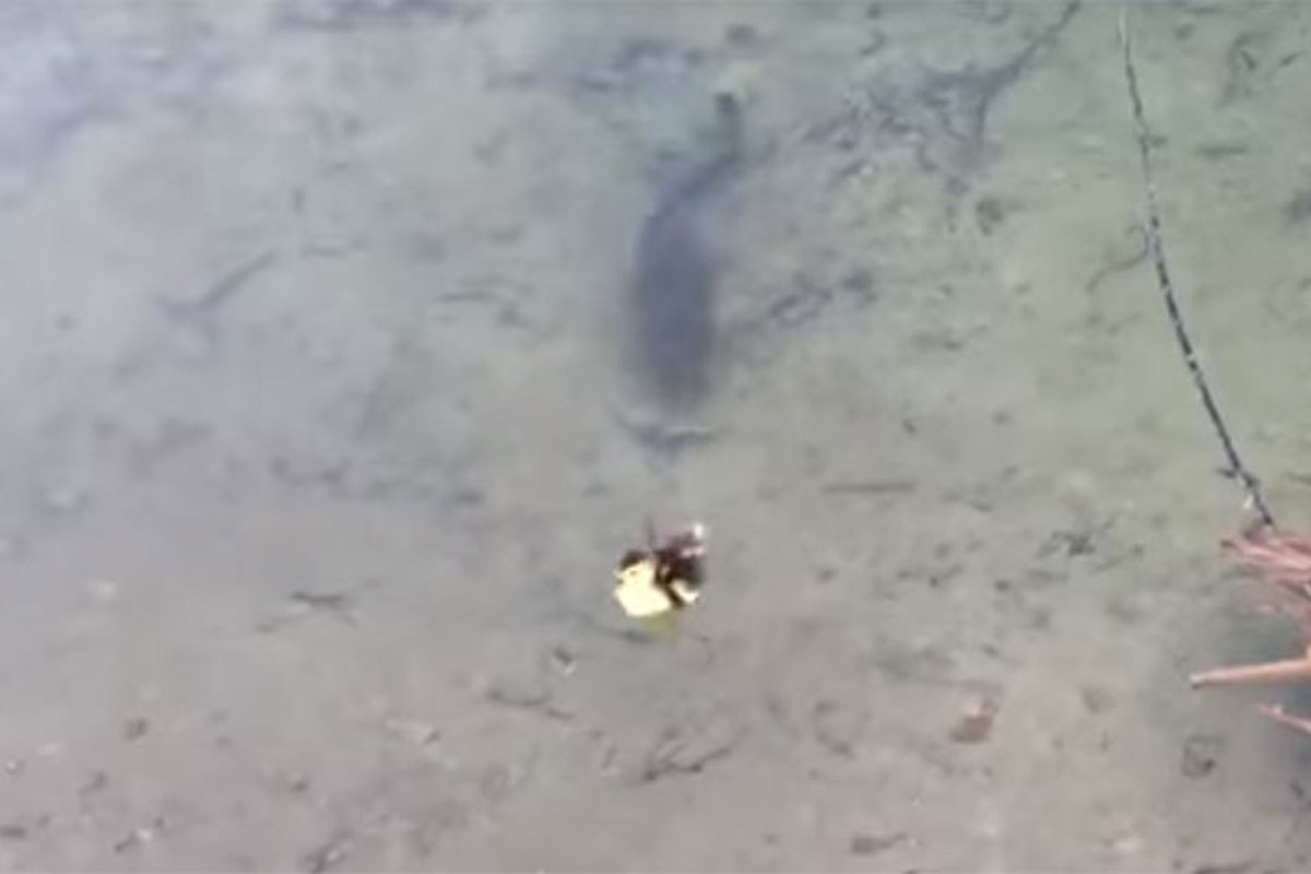 Largemouth Bass Makes Duckling Disappear in an Instant Wide Open Spaces