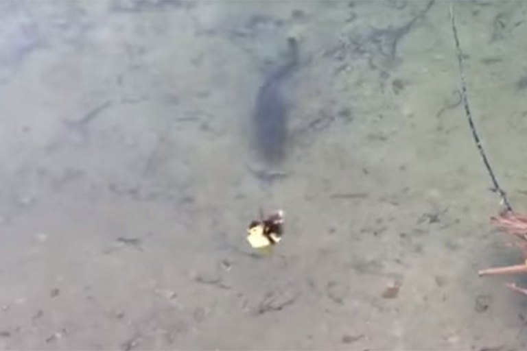 Largemouth Bass Makes Duckling Disappear in an Instant Wide Open Spaces