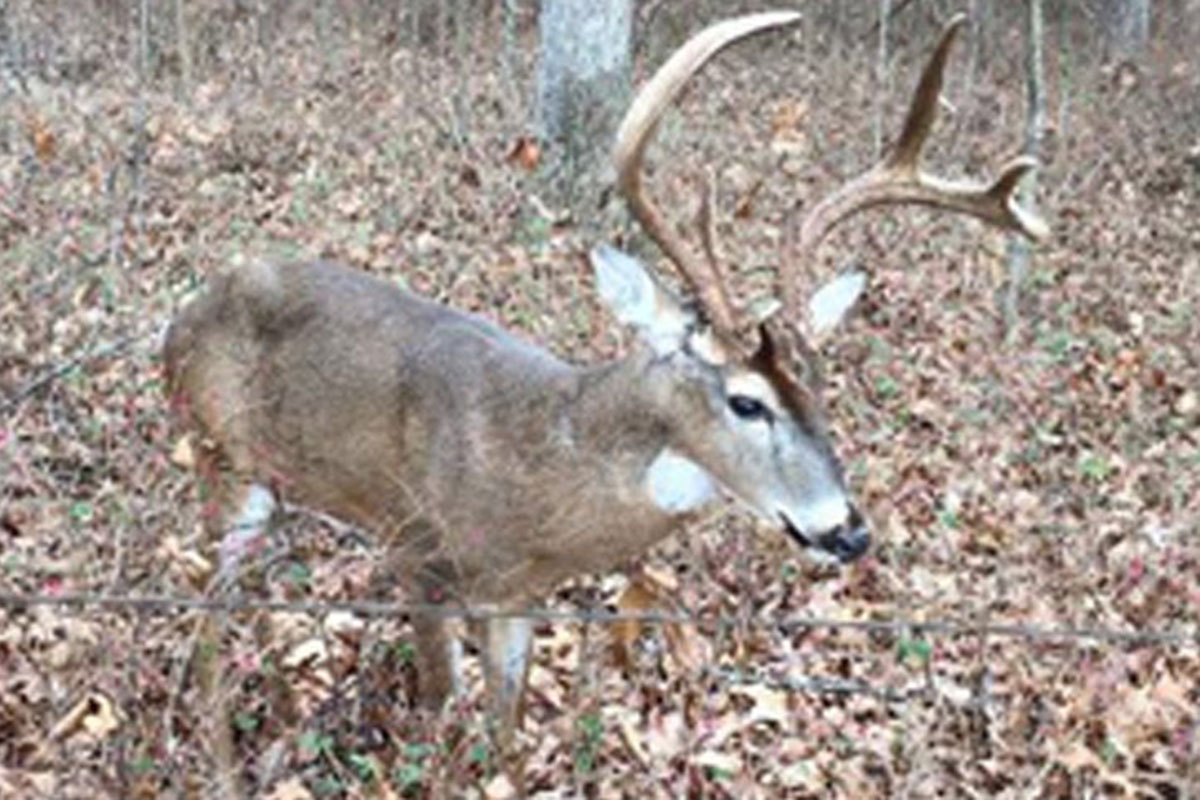 deer