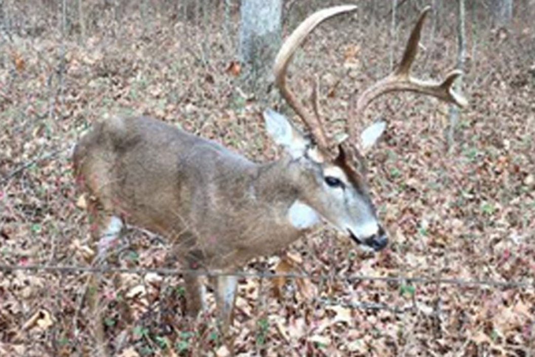 deer