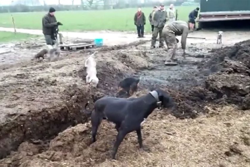 Dogs Hunt Rats Can Your Hunting Dog Control Rats This Well? - Wide Open Spaces